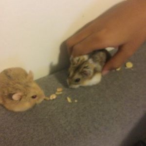 Meet your Posher, Blessed444